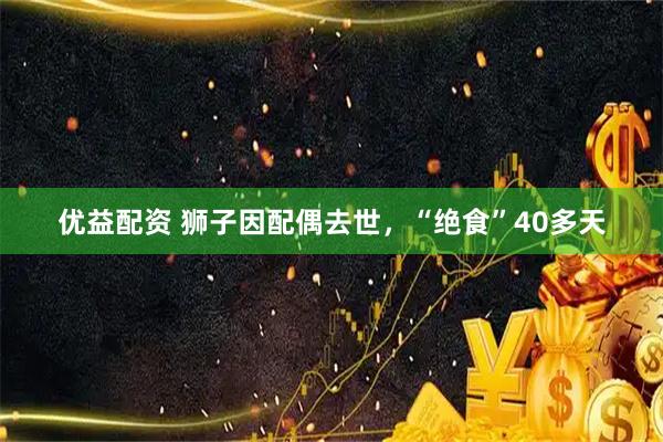 优益配资 狮子因配偶去世，“绝食”40多天
